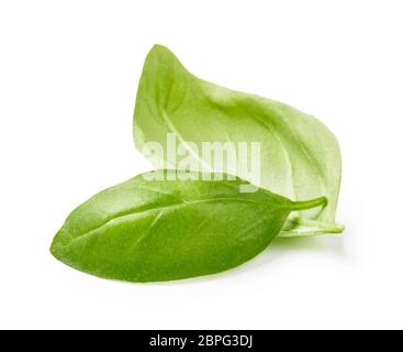 Two basil leaves isolated on white background Stock Photo
