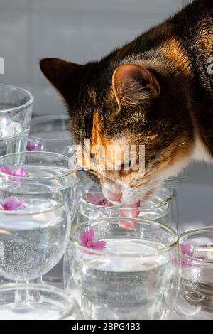 Domestic cat drinks water from a wineglass in which small purple flowers float. Close up. Stock Photo