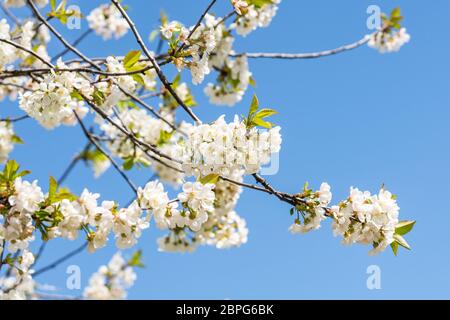 White with pink flowers of the cherry blossoms on a spring day in the park. Stock Photo
