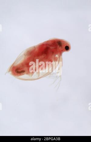 Super Macro Close up of Daphnia pulex, the most common species of water flea. It is found throughout the Americas, Europe and Australia. It is the fir Stock Photo