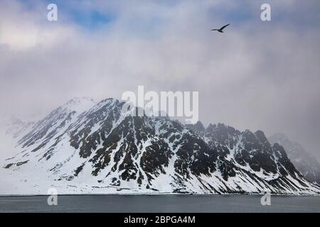 Mountain scenery with snow covered peaks near Spitsbergen, Svalbard, Northern Norway and bird flying in foreground Stock Photo