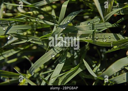 raindrops on the grass. Stock Photo