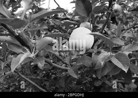 Braeburn apple ripening on the branch - monochrome processing Stock Photo