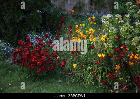 wallflowers and forget me nots growing in garden Surrey England Stock Photo