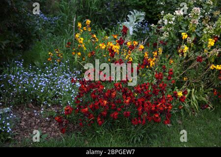 wallflowers and forget me nots growing in garden Surrey England Stock Photo