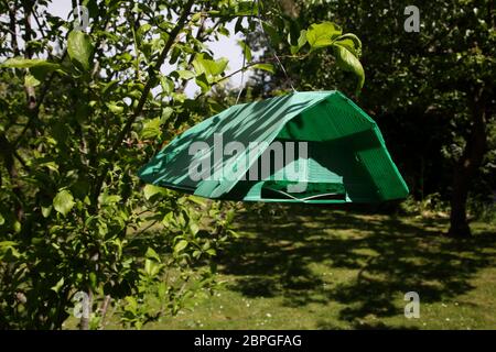 Codling Moth Trap hanging from Apple Tree in Garden Surrey England Stock Photo