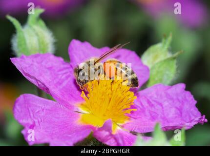 close-up of honey bee collecting nectar from rock rose wildflower in selective focus picture Stock Photo