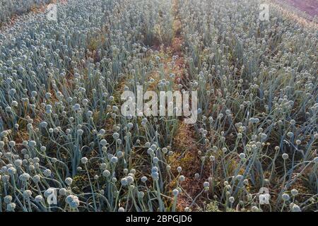 High angle of green Spanish onions growing and blooming on farm on sunny day in countryside Stock Photo