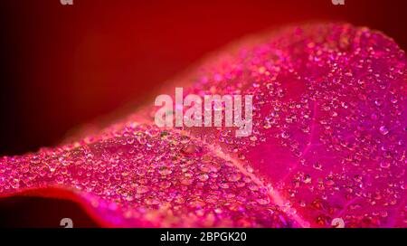 purple drops on colorful leaf Stock Photo