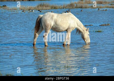 white wild mare standing in the water Stock Photo