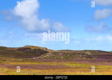 Rural scottish panorama. Erica arborea  meadows. Travel destionations Stock Photo