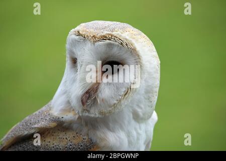 Head and shoulders of a barn owl (Tyto alba) with a green blurred background. Stock Photo