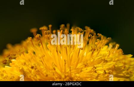 yellow dandelion on blurry green background Stock Photo