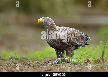 Adult white-tailed eagle, halitaeetus albicilla, in natural environment feeding on a catched fish. Detailed portrait of wild bird in summer. Stock Photo
