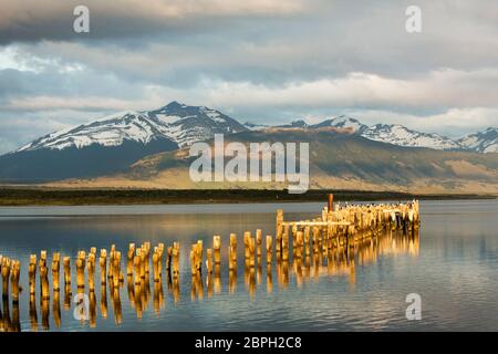 Cormorants perching on the old pillars of the ruined pier at Puerto Natales, Patagonia, Chile, with Torres del Paine in the distance Stock Photo