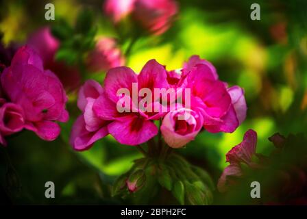 Thaxted, UK. 19th May, 2020. Thaxted Essex England Garden Flowers 19 May 2020 Geranium Photographed in the photographers garden during the week when the Chelsea Flower Show should be on in London but has been cancelled for the first time since the Second World War due to the Coronavirus pandemic. Credit: BRIAN HARRIS/Alamy Live News Stock Photo