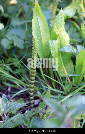 Horsetail growing on the verge alongside a byway outside East Brabourne near Ashford in Kent, England Stock Photo