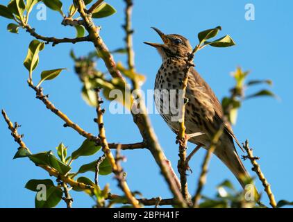 Song Thrush (Turdus philomelos) singing from a holly tree, Warwickshire Stock Photo