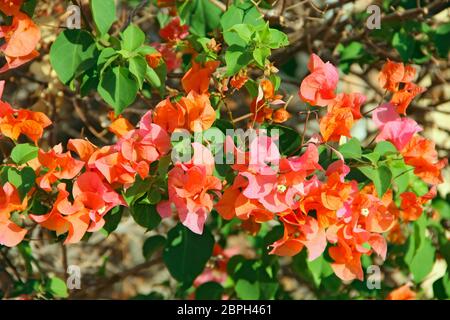 Bougainvillea flowers with green leaves. Lilac bougainvillea flowers blossoming in garden. Red flowers blooming on bush. Close up view of bougainville Stock Photo