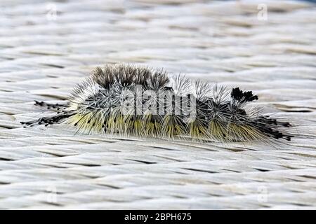 A macro view of a Variable Tussock Moth Caterpillar. Stock Photo