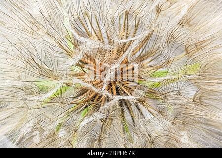 Macro view of a tragopogon seed head. Stock Photo