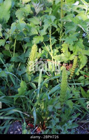 Horsetail growing on the verge alongside a byway outside East Brabourne near Ashford in Kent, England Stock Photo