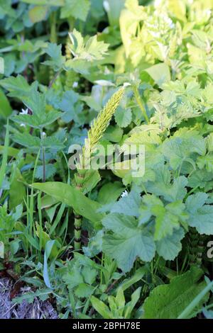 Horsetail growing on the verge alongside a byway outside East Brabourne near Ashford in Kent, England Stock Photo