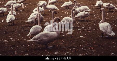 Small ducks puppies in natural park, animals and landscape