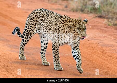 Leopard Panthera Pardus Tsavo West Nationalpark Kenia Ostafrika Stock Photo Alamy