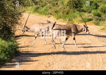 Crossing two antelopes on a track in Samburu Park in central Kenya Stock Photo