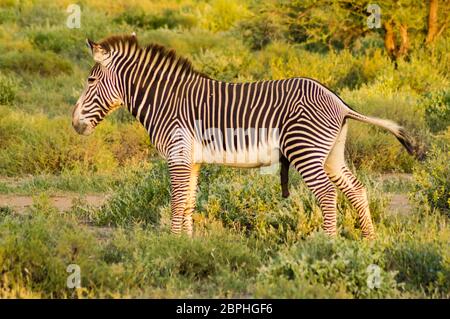 Isolated zebra walking in the savannah of Samburu Park in central Kenya Stock Photo