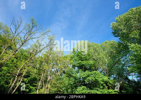Beautiful green deciduous trees with lush green foliage in springtime against blue sky. Seen in Germany in May. Stock Photo