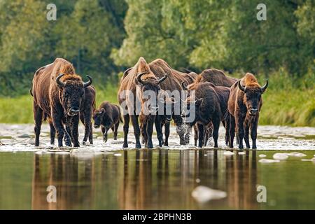 Numerous herd of european bison, bison bonasus, crossing a river. Majestic wild animals splashing water. Dynamic wildlife scene with endangered mammal Stock Photo