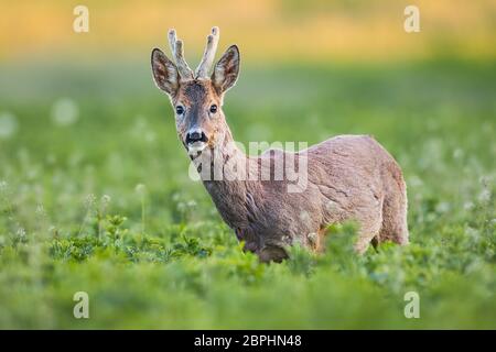 Curious roe deer, capreolus capreolus, buck in spring standing on fresh green field. Wild animal in natural environment. Detailed closeup of male roeb Stock Photo