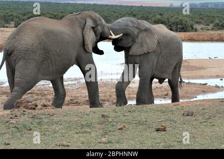 Addo Elephant National Park - Eastern Cape - South Africa - August 15, 2007. Couple of elephants in close encounter. Stock Photo