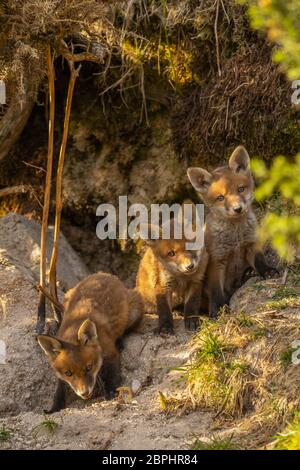 Red Fox cubs stood at the entrance of their den. Stock Photo