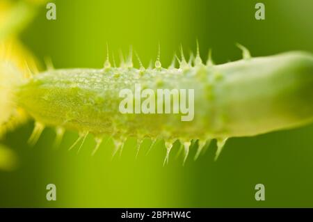 Detail of fresh young unripe natural baby cucumber growing on a branch in homemade greenhouse. Extreme close-up. Blurry background and copy space for Stock Photo