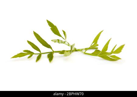 Water celery branch with leaves isolated on white background. Stock Photo