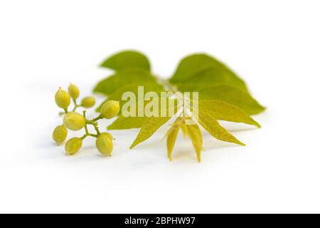 Cassia fistula flower isolated on white background. Ayurvedic medicine. Stock Photo