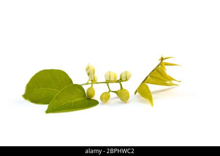 Cassia fistula flower isolated on white background. Ayurvedic medicine. Stock Photo