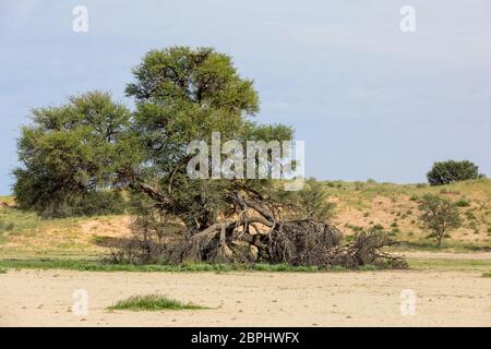 Kalahari desert after rain season, South Africa wilderness Stock Photo