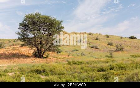 Kalahari desert after rain season, South Africa wilderness Stock Photo