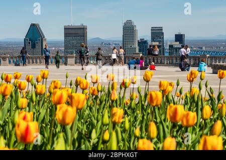 Montreal, CA - 18 May 2020: Yellow tulips blooming at top of Mount Royal, Montreal skyline in distance Stock Photo