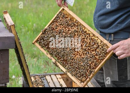 Briesen, Germany. 18th May, 2020. A beekeeper shows bees on a brood comb. May 20 is UN World Bee Day, thus the world community underlines the urgent protection of bees. The importance of bees as pollinators for biodiversity and food security is fundamental for humanity. A bee colony consists of a queen, several hundred drones and 30,000 to 60,000 worker bees - in summer up to 120,000. Credit: Patrick Pleul/dpa-Zentralbild/ZB/dpa/Alamy Live News Stock Photo