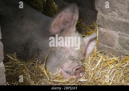 Close up cute sleeping pig isolated in straw in barn doorway enjoying summer sunshine. UK pig (Sus scrofa) face smiling as animal is lying down asleep. Stock Photo