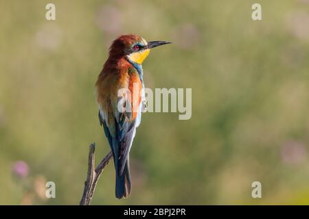 european bee eater (merops apiaster) in Danube Delta, Romania Stock Photo