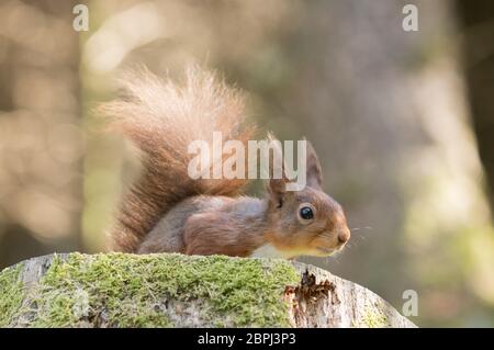 Red squirrel at Snaizeholme near Hawes, Yorkshire Dales Stock Photo