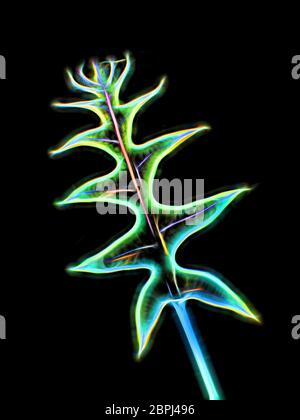 Colorful abstract leaf pattern Stock Photo