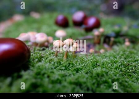 Grünblättrige Schwefelköpfe und Rosskastanie-Samen auf Moos in einer Makroaufnahme Stock Photo