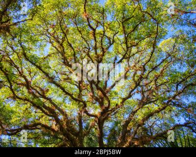 Live Oak tree in Sleeping Turtles Preserve North in Venice Florida Stock Photo